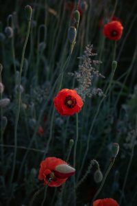 uploaded image i dunya savasi ve kuresel etkileri 1695327183150