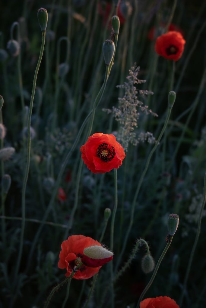 uploaded image i dunya savasi ve kuresel etkileri 1695327183150